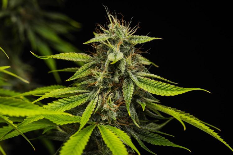 Tropicana Cookies Purple - Farm #21. Week 9 - Tropicana Cookies - Day 63.