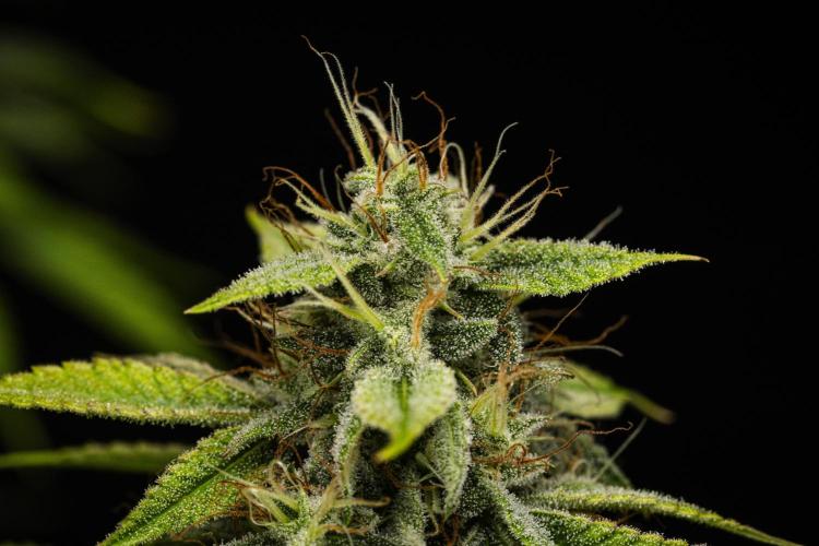 Tropicana Cookies Purple - Farm #21. Week 9 - Tropicana Cookies - Day 63.