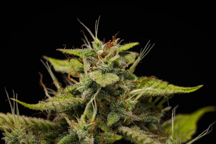 Tropicana Cookies Purple - Farm #21. Week 9 - Tropicana Cookies - Day 63.