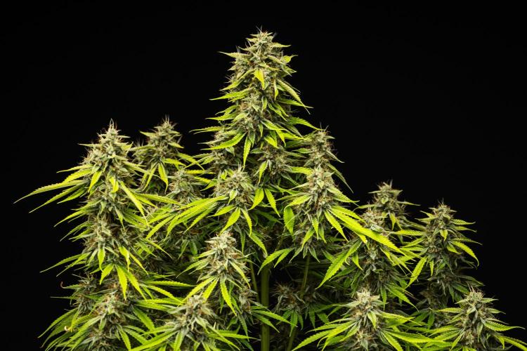 Tropicana Cookies Purple - Farm #21. Week 9 - Tropicana Cookies - Day 63.