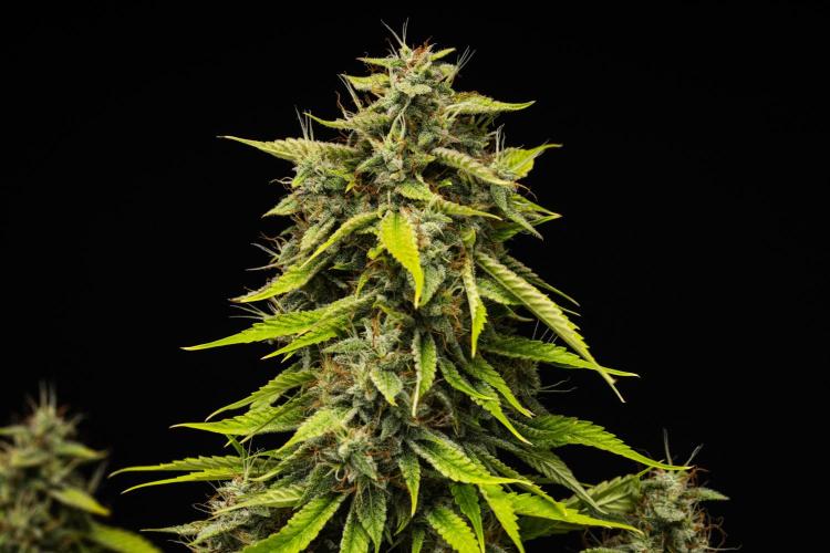 Tropicana Cookies Purple - Farm #21. Week 9 - Tropicana Cookies - Day 63.