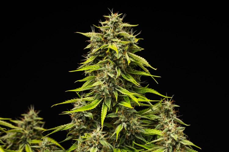 Tropicana Cookies Purple Auto. Week 9