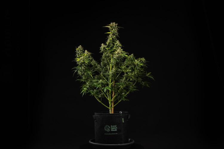 Royal Creamatic - Farm #21. Week 9 - Royal Creamatic - Day 63.
