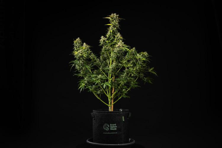 Royal Creamatic - Farm #21. Week 9 - Royal Creamatic - Day 63.