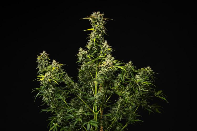 Royal Creamatic - Farm #21. Week 9 - Royal Creamatic - Day 63.