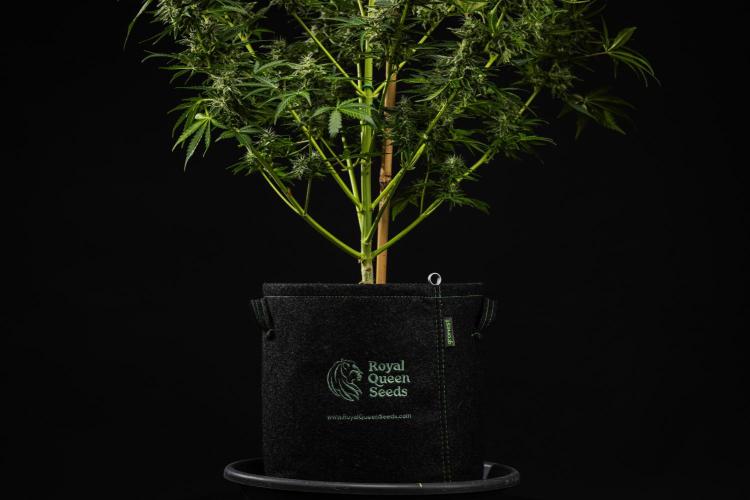 Royal Creamatic - Farm #21. Week 9 - Royal Creamatic - Day 63.