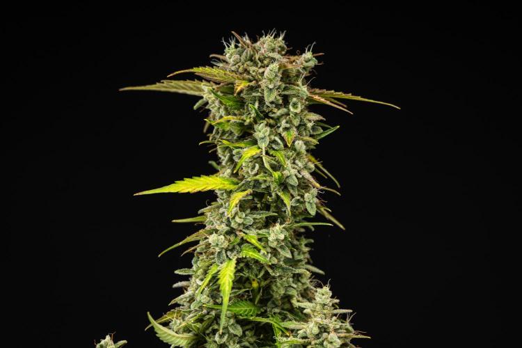Royal Creamatic - Farm #21. Week 9 - Royal Creamatic - Day 63.