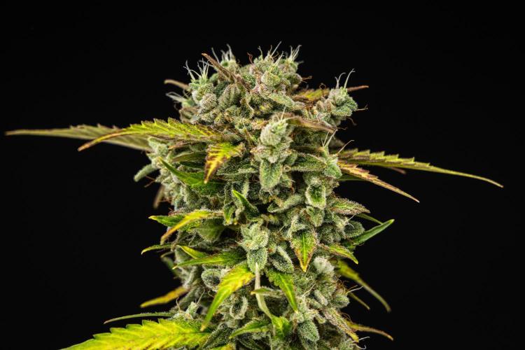 Royal Creamatic - Farm #21. Week 9 - Royal Creamatic - Day 63.