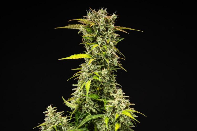 Royal Creamatic - Farm #21. Week 9 - Royal Creamatic - Day 63.