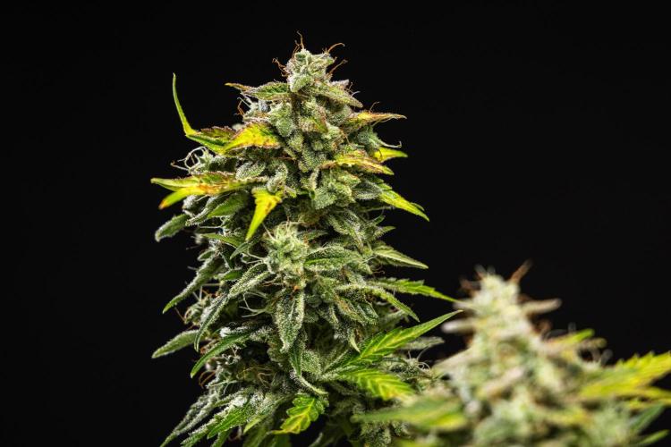Royal Creamatic - Farm #21. Week 9 - Royal Creamatic - Day 63.