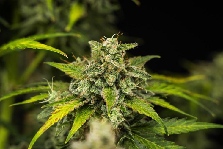 Royal Creamatic - Farm #21. Week 9 - Royal Creamatic - Day 63.