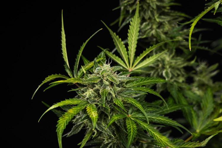 Royal Creamatic - Farm #21. Week 9 - Royal Creamatic - Day 63.