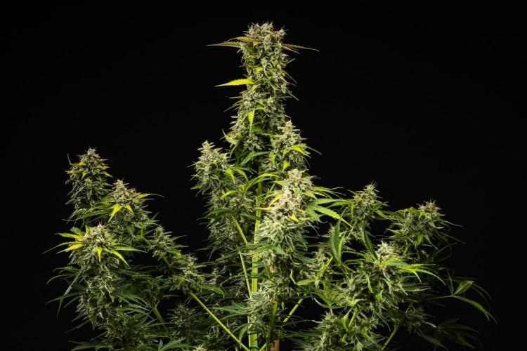 Royal Creamatic - Farm #21. Week 9 - Royal Creamatic - Day 63.