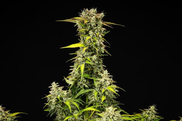 Royal Creamatic - Farm #21. Week 9 - Royal Creamatic - Day 63.