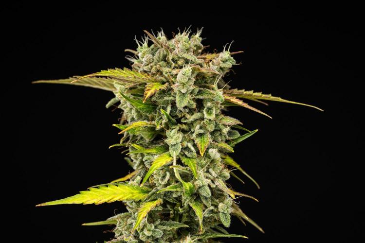 Royal Creamatic - Farm #21. Week 9 - Royal Creamatic - Day 63.