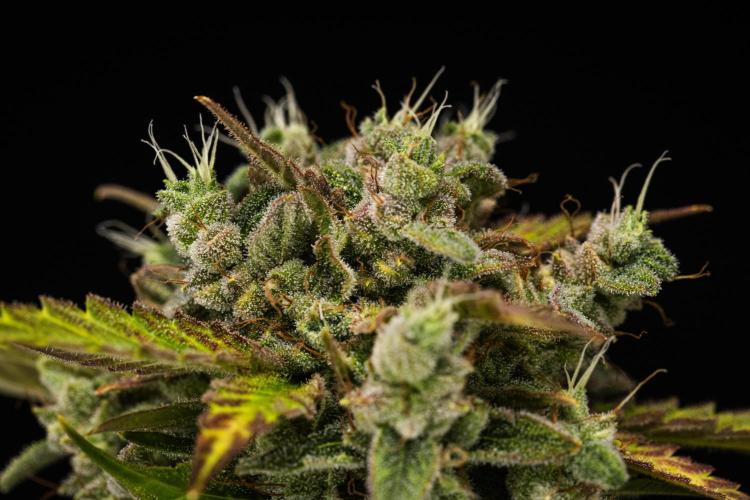 Royal Creamatic. Week 9