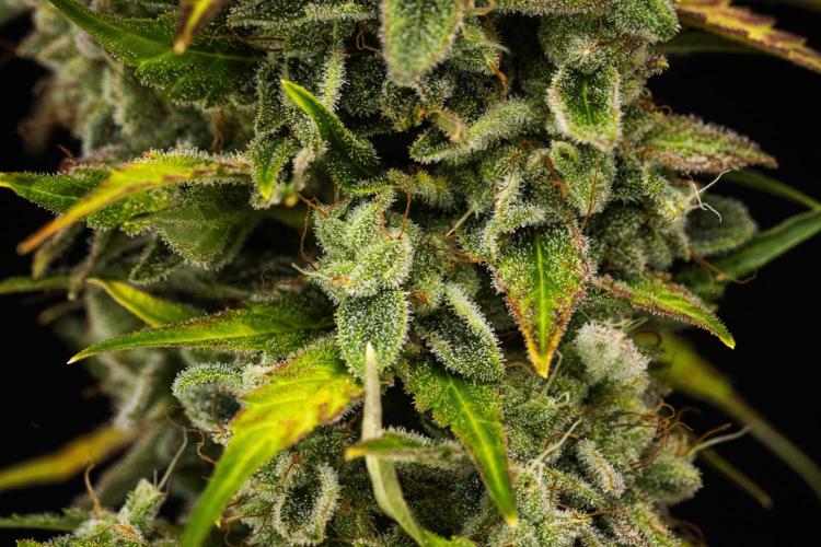 Royal Creamatic - Farm #21. Week 9 - Royal Creamatic - Day 63.