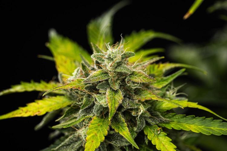 Royal Creamatic - Farm #21. Week 9 - Royal Creamatic - Day 63.