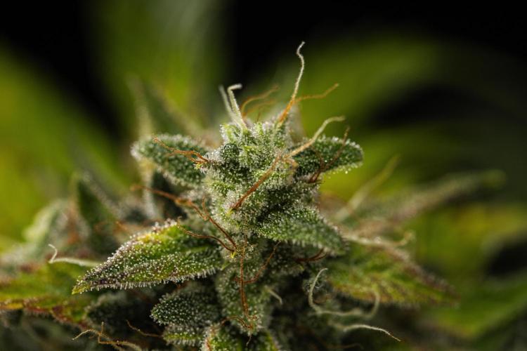 Royal Creamatic - Farm #21. Week 9 - Royal Creamatic - Day 63.