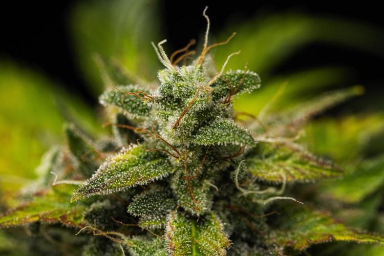 Royal Creamatic - Farm #21. Week 9 - Royal Creamatic - Day 63.