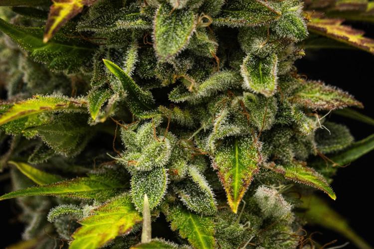 Royal Creamatic - Farm #21. Week 9 - Royal Creamatic - Day 63.