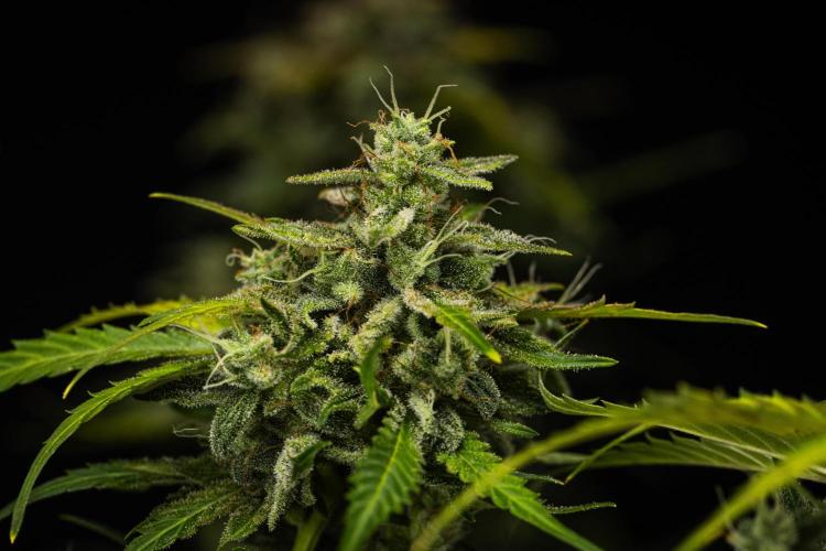Royal Creamatic - Farm #21. Week 9 - Royal Creamatic - Day 63.