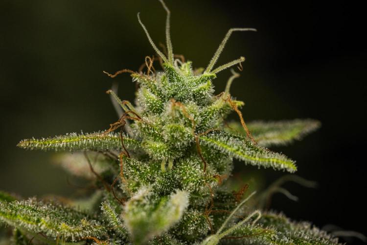 Royal Creamatic - Farm #21. Week 9 - Royal Creamatic - Day 63.