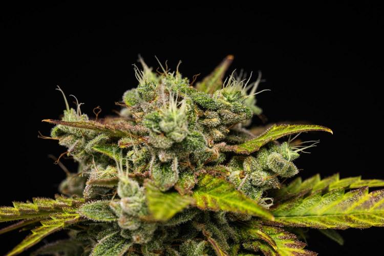Royal Creamatic. Week 9