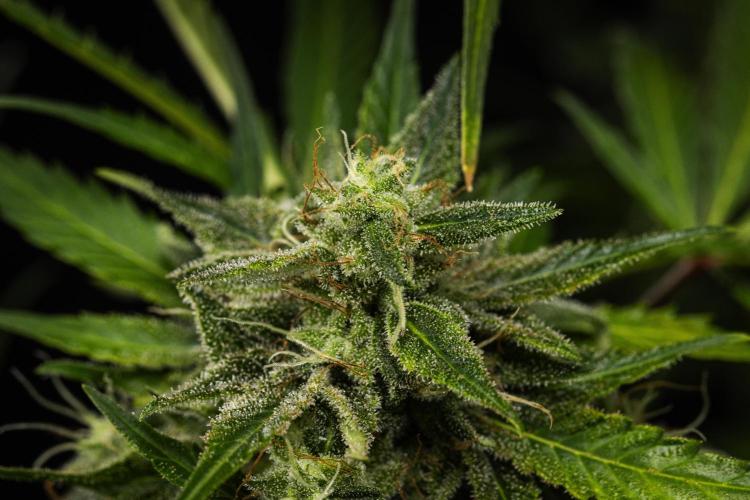 Royal Creamatic - Farm #21. Week 9 - Royal Creamatic - Day 63.