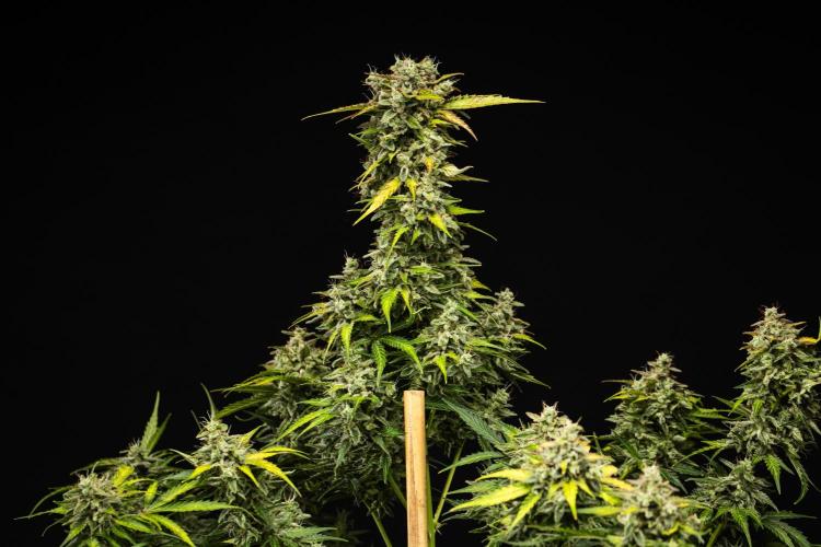 Royal Creamatic - Farm #21. Week 9 - Royal Creamatic - Day 63.