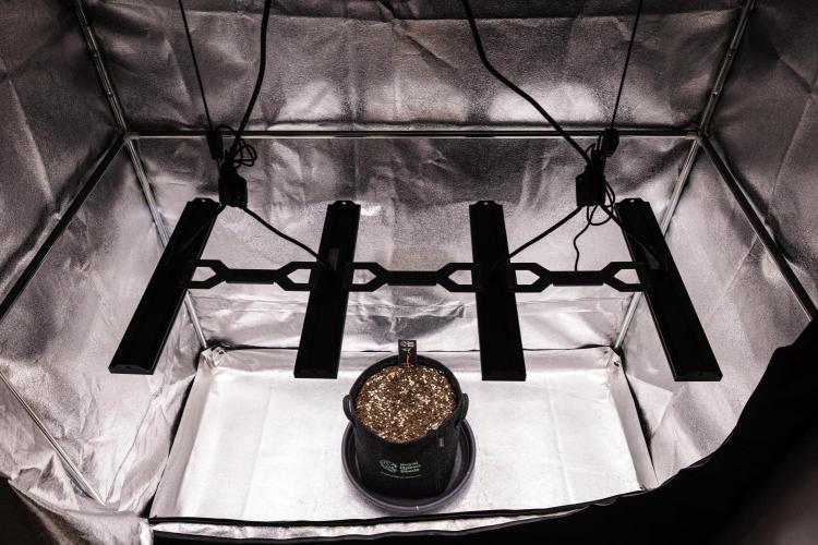 Apple Fritter - Farm #22. Week 0 - Apple Fritter - sprout
