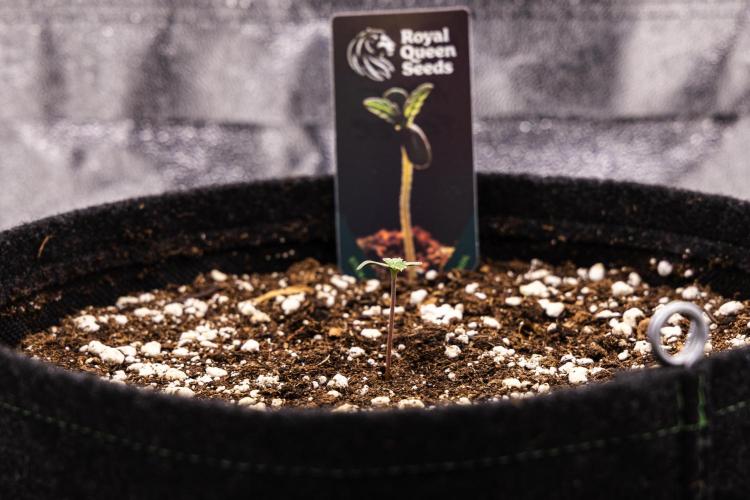 Apple Fritter - Farm #22. Week 0 - Apple Fritter - sprout