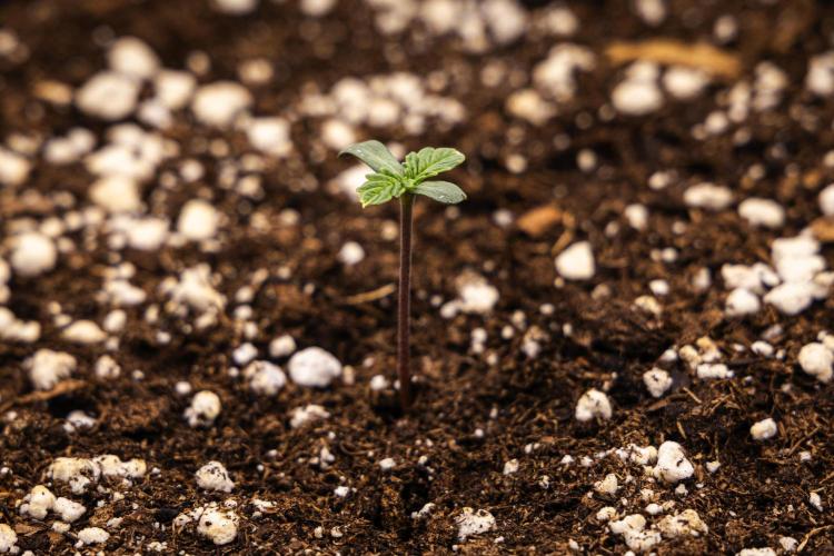 Apple Fritter - Farm #22. Week 0 - Apple Fritter - sprout