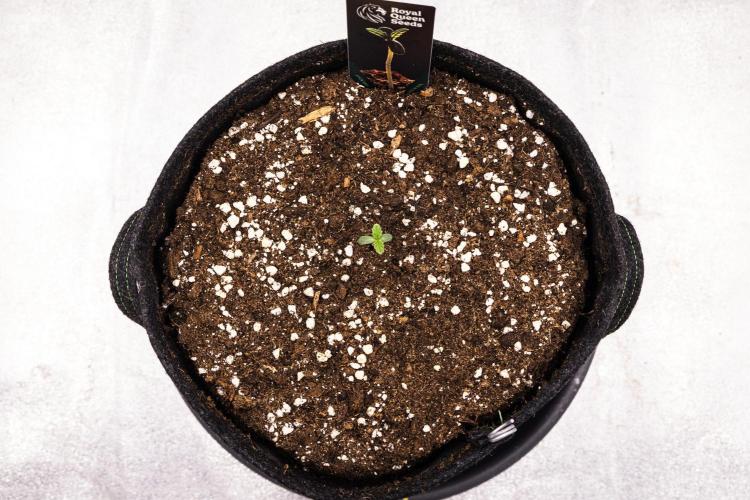 Apple Fritter - Farm #22. Week 0 - Apple Fritter - sprout