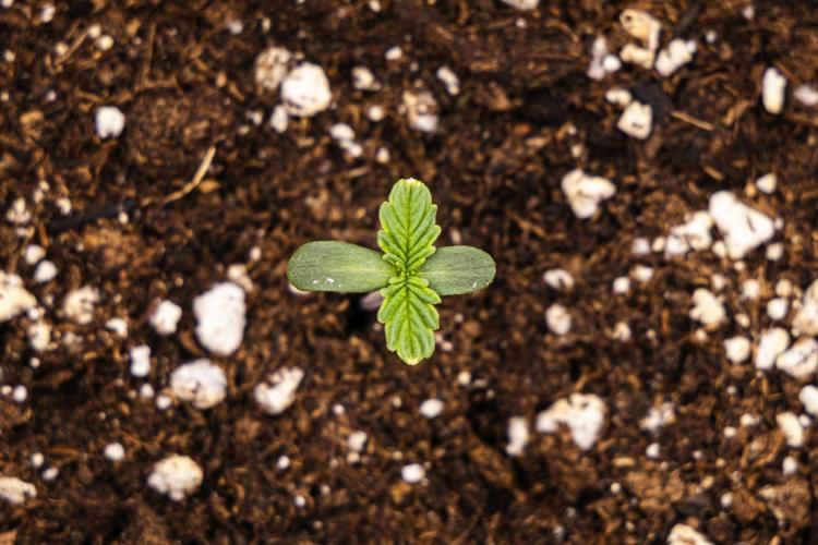 Apple Fritter - Farm #22. Week 0 - Apple Fritter - sprout