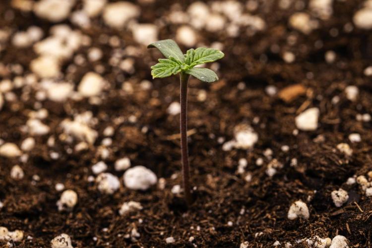 Apple Fritter - Farm #22. Week 0 - Apple Fritter - sprout