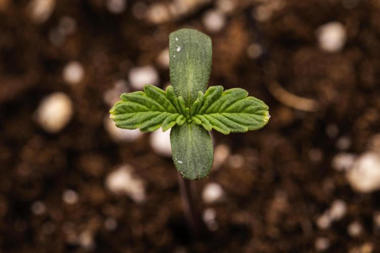 Apple Fritter - Farm #22. Week 0 - Apple Fritter - sprout