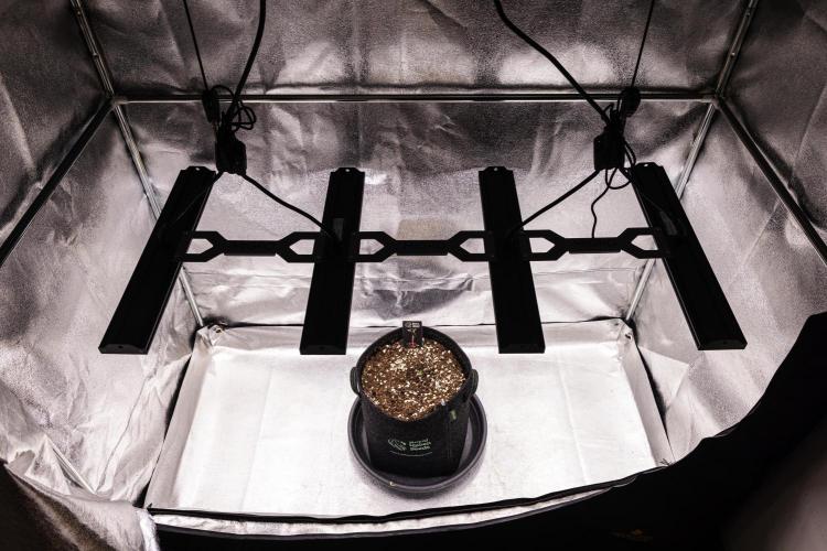Mexican Rush - Farm #22. Week 0 - Mexican Rush - sprout