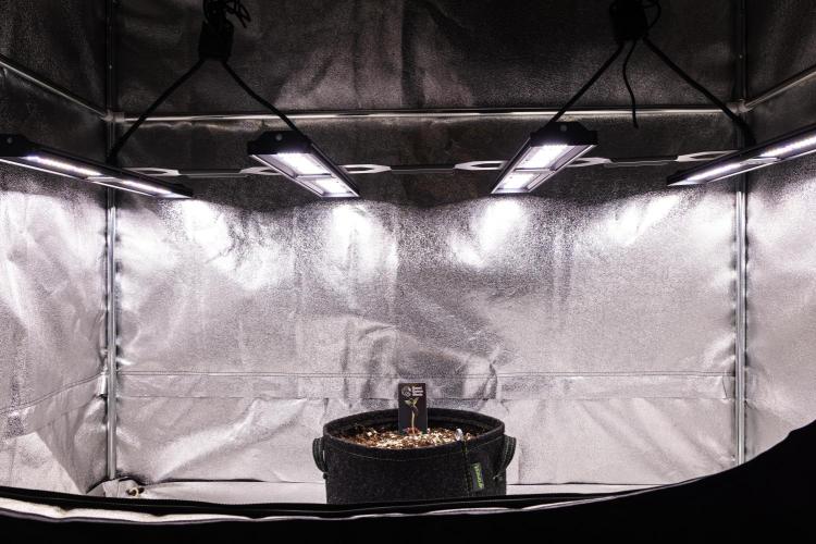 Mexican Rush - Farm #22. Week 0 - Mexican Rush - sprout