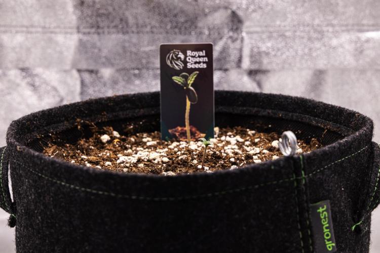 Mexican Rush - Farm #22. Week 0 - Mexican Rush - sprout