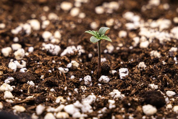 Mexican Rush - Farm #22. Week 0 - Mexican Rush - sprout