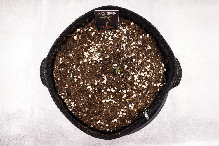 Mexican Rush - Farm #22. Week 0 - Mexican Rush - sprout