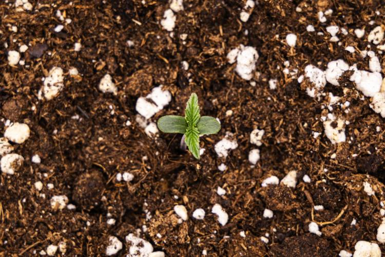 Mexican Rush - Farm #22. Week 0 - Mexican Rush - sprout