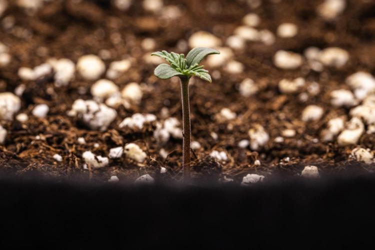 Mexican Rush - Farm #22. Week 0 - Mexican Rush - sprout