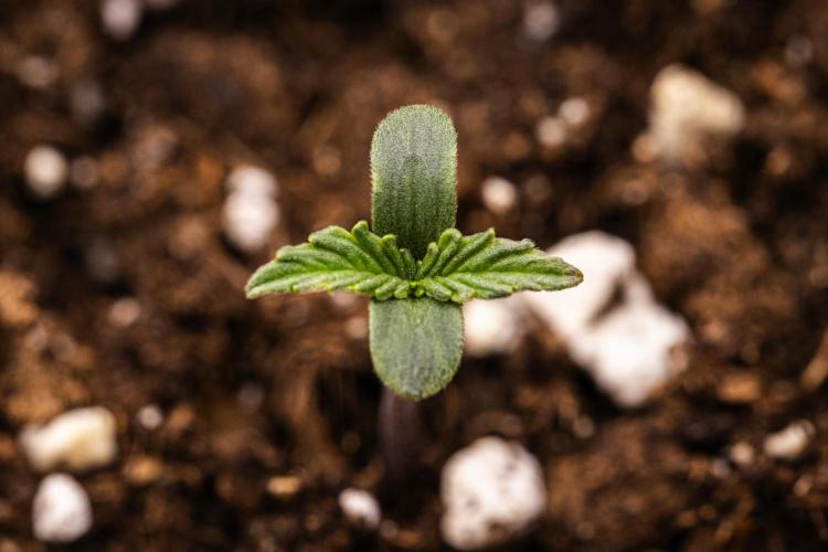 Mexican Rush - Farm #22. Week 0 - Mexican Rush - sprout