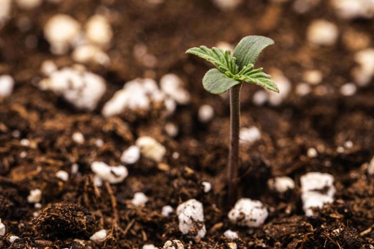 Mexican Rush - Farm #22. Week 0 - Mexican Rush - sprout