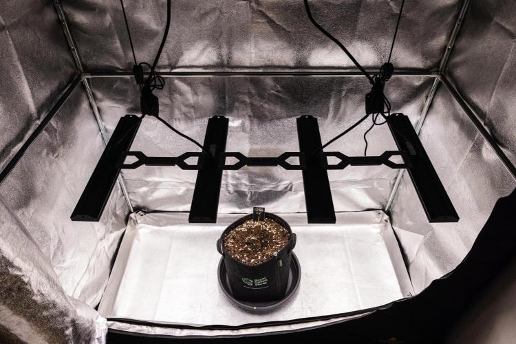 Royal Cheese - Farm #22. Week 0 - Royal Cheese - sprout