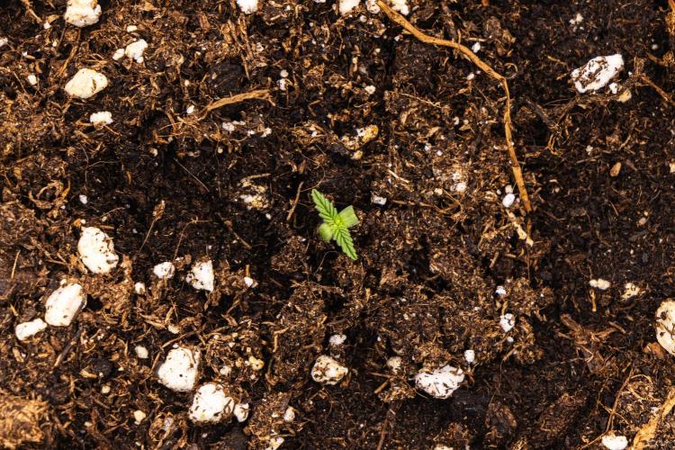 Royal Cheese - Farm #22. Week 0 - Royal Cheese - sprout