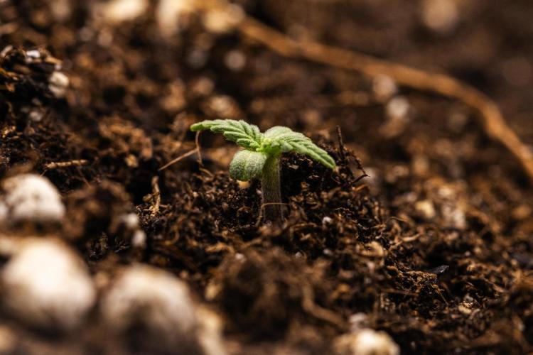 Royal Cheese - Farm #22. Week 0 - Royal Cheese - sprout