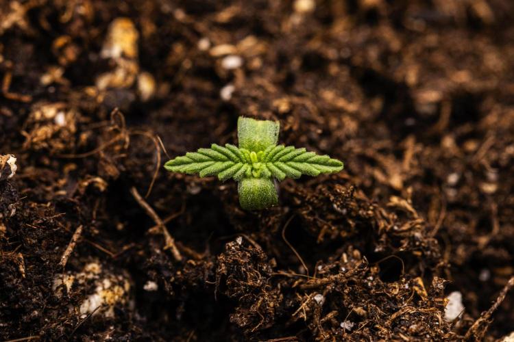Royal Cheese - Farm #22. Week 0 - Royal Cheese - sprout
